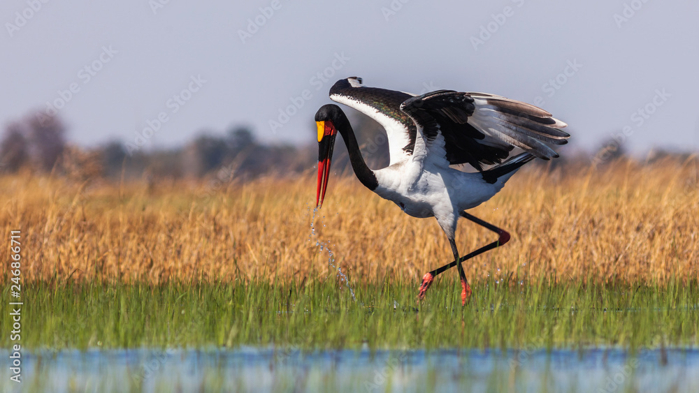 Naklejka premium Saddle-billed stork