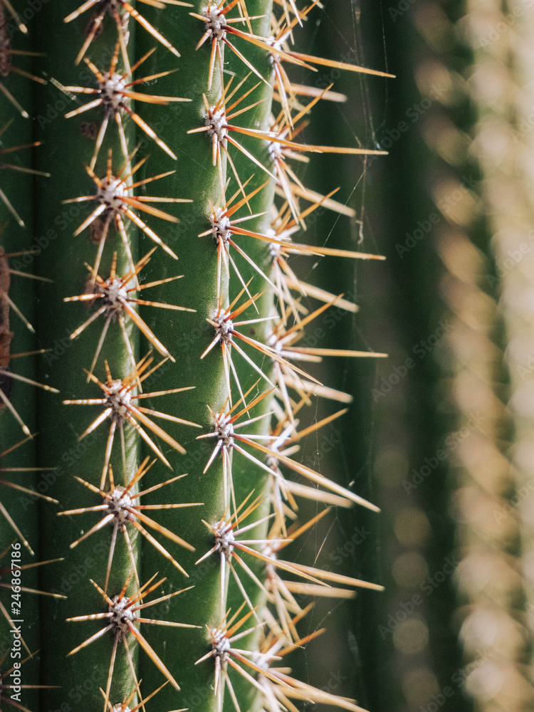 Close-up of a Cactus in the desert Close-up of a Cactus in the desert