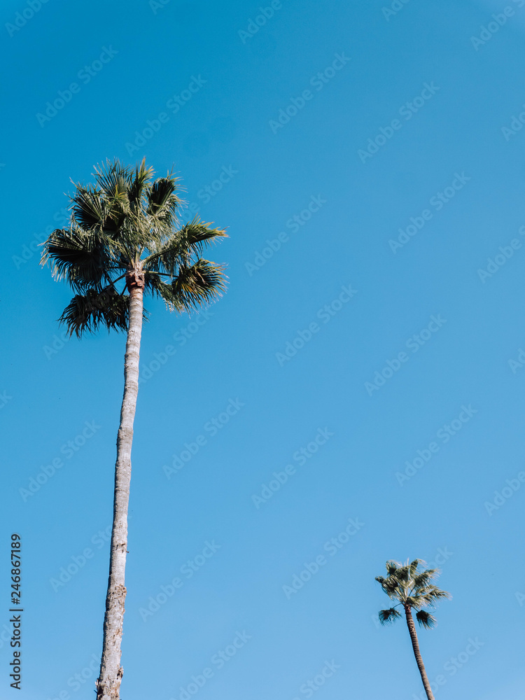 Fototapeta premium Palm tree in front a blue sky