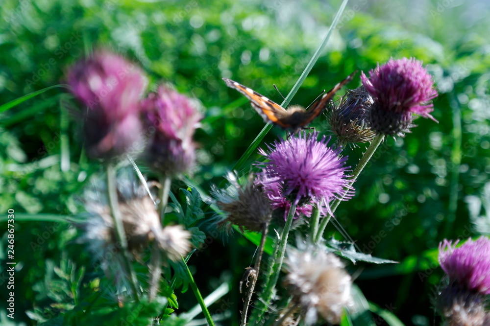 a butterfly flutters on a flower a butterfly flutters on a flower