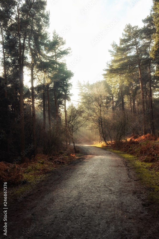 Naklejka premium A Path leading through a Beautiful Forest with the Sun shining through the Trees on a Quiet and Calm Winter Day