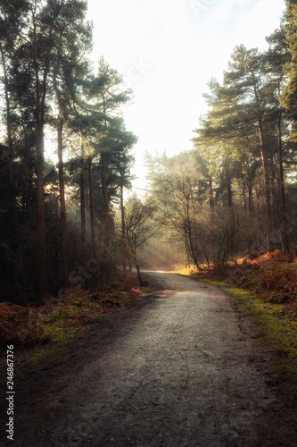 A Path leading through a Beautiful Forest with the Sun shining through the Trees on a Quiet and Calm Winter Day