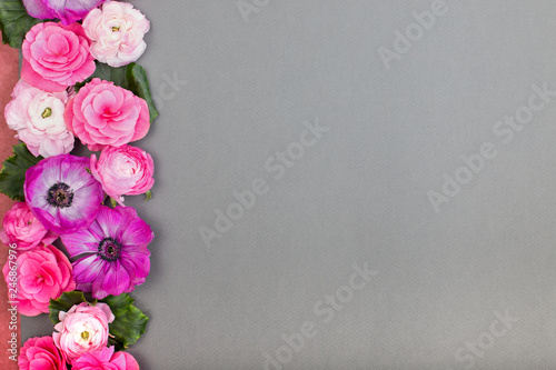 Beautiful rose and white flowers on gray backgraund. Floral border. Pastel color. Greeting card for Valentines or Womans Day. Copy space for text