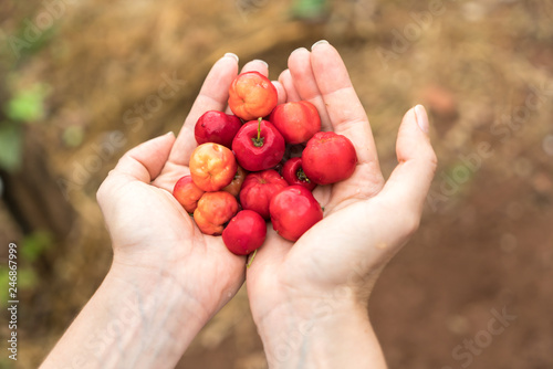 Handful of a South American cherry called "Acerola" also known as Barbados Cherry