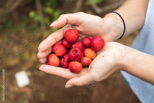 Handful of a South American cherry called 