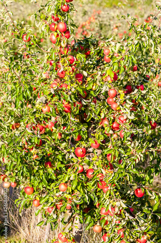 apples in autumn