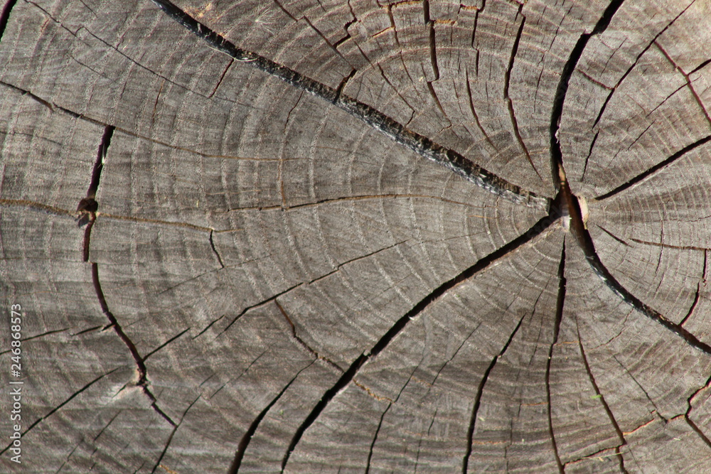 Fototapeta premium Wood