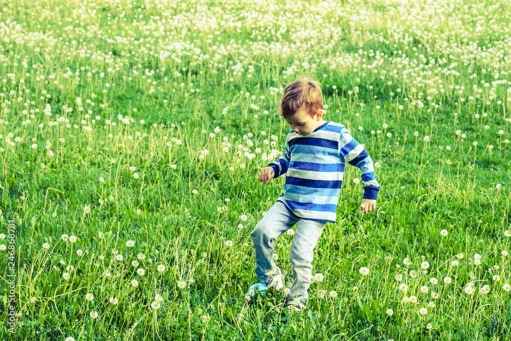 child field grass boy childhood. little. child field grass boy childhood. little.