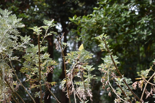 Tapety artystyczne Naturaleza