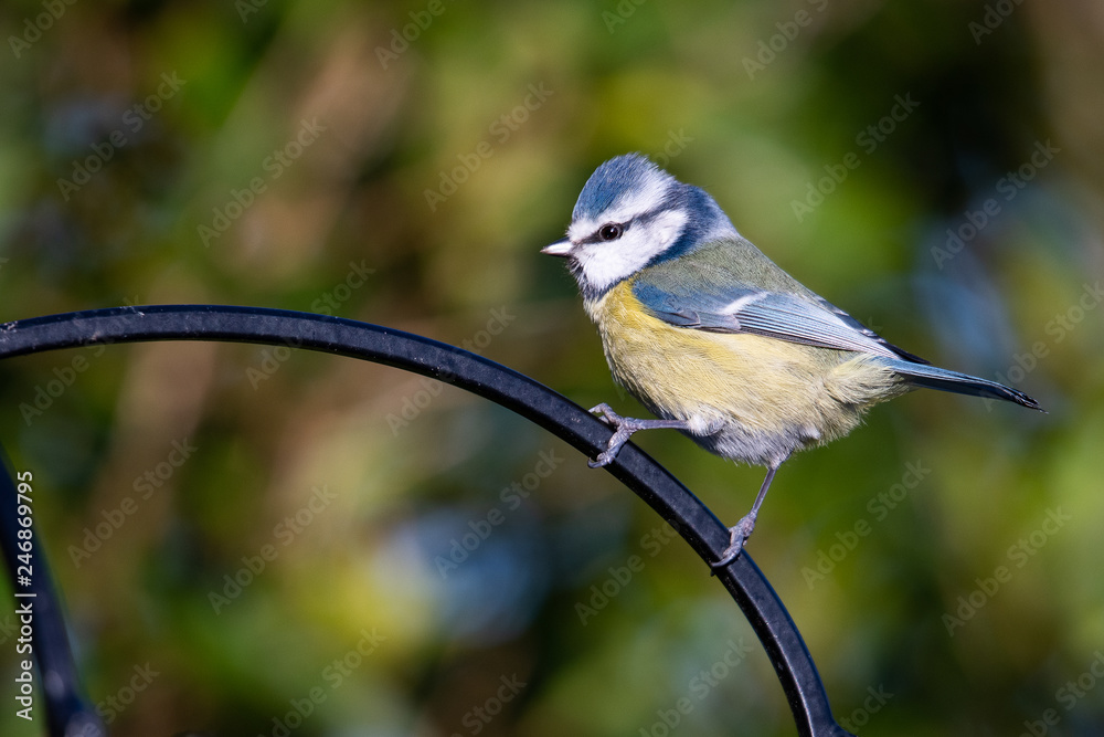 Obraz premium Blue Tit