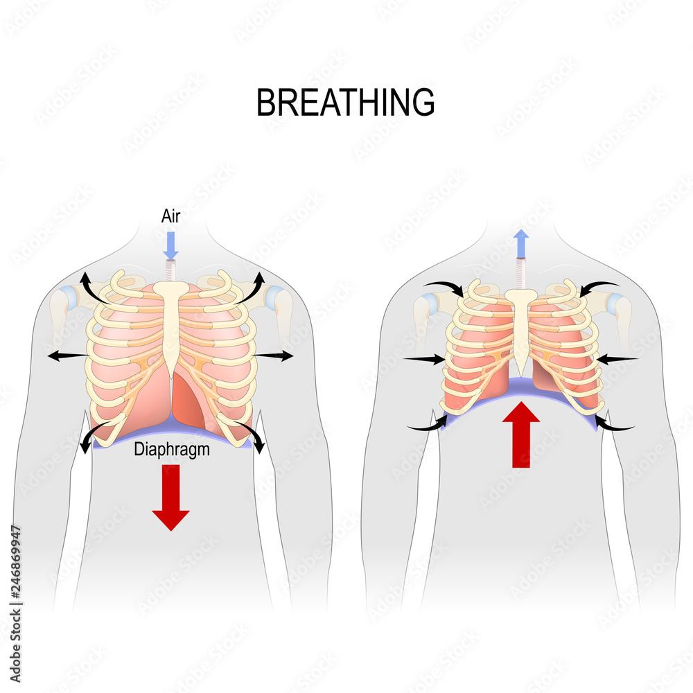 Breathing Movement Of Ribcage During Inspiration And Expiration muscles-of-respiration-stock-vector-images-alamy