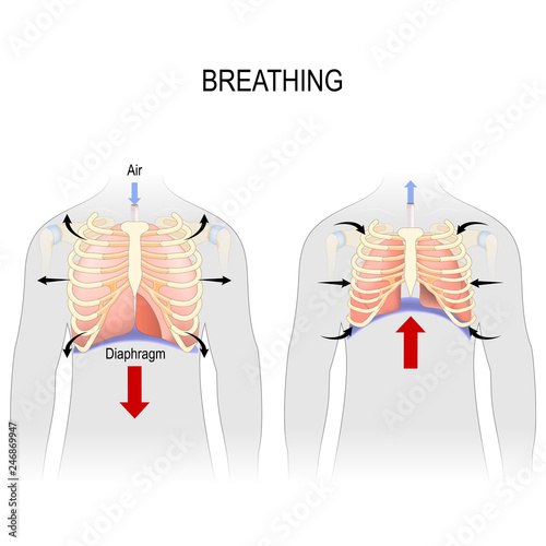 Breathing. Movement of ribcage during inspiration and expiration. diaphragm functions. photo