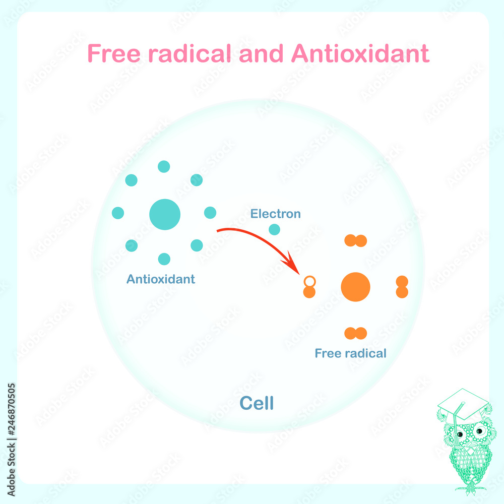 Antioxidant working principle abstract vector sheme, illustration of