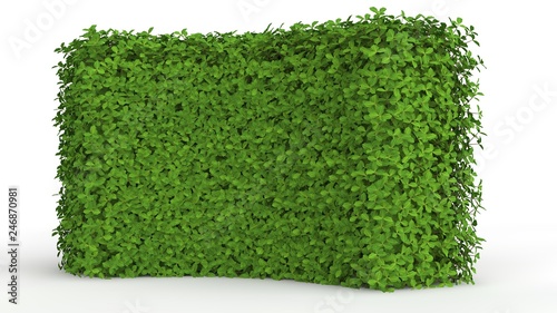 Fototapeta Naklejka Na Ścianę i Meble -  3d rendering of a green plant isolated on a white background
