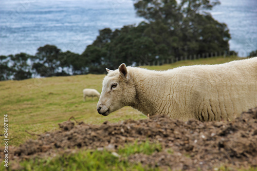 sheep in a field, Mount Maunganui, New Zealand