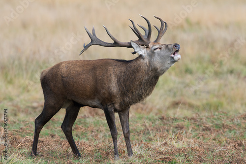 Red Deer Stag Bolving  Cervus elaphus  Red Deer Stag bellowing for his hinds