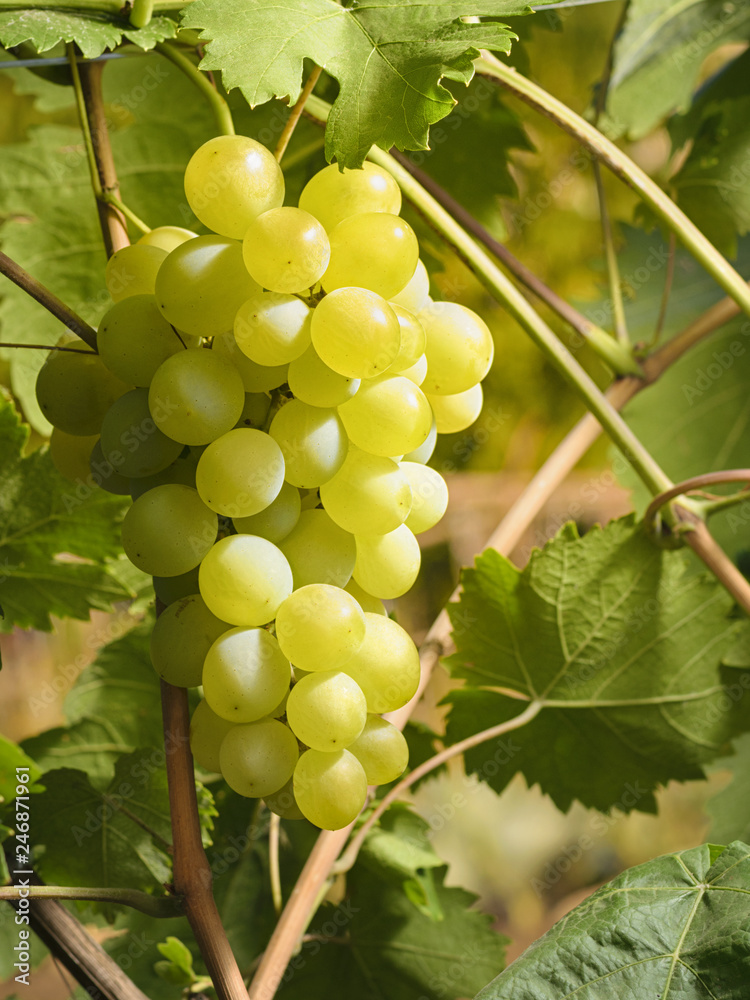 Bunch of table grapes on a vine in natural background