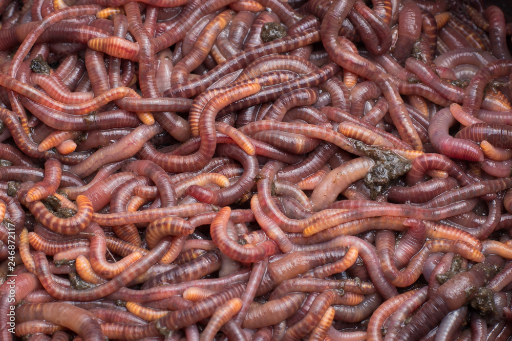 Red worms in a can Red worms in a can