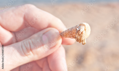 Holiday hermit crab on white sand beach with blue sea sky background