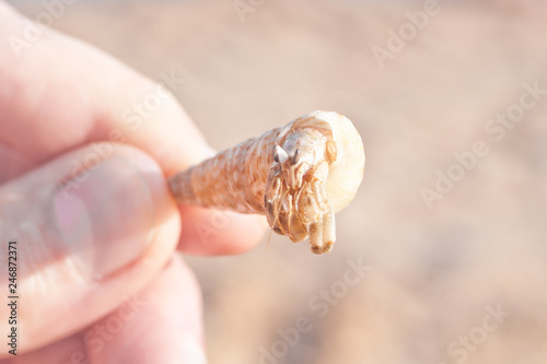 Holiday hermit crab on white sand beach with blue sea sky background