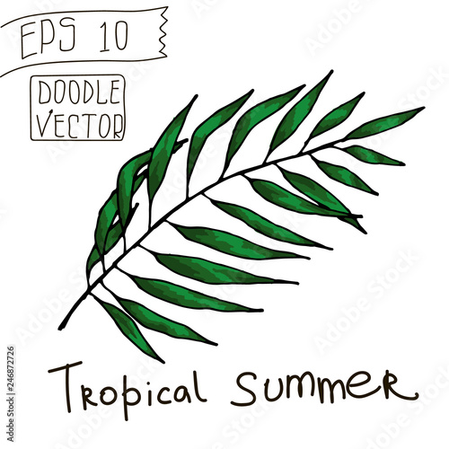 Tropical Leaf for Summer Pattern and other decor. Vintage vector botanical illustration. Colorful. Hand drawn vector isolated.
