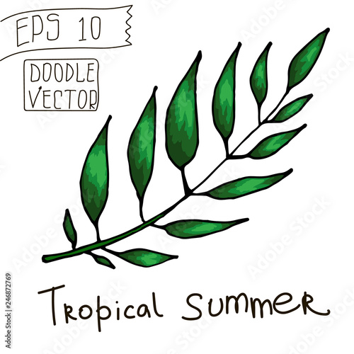 Tropical Leaf for Summer Pattern and other decor. Vintage vector botanical illustration. Colorful. Hand drawn vector isolated.
