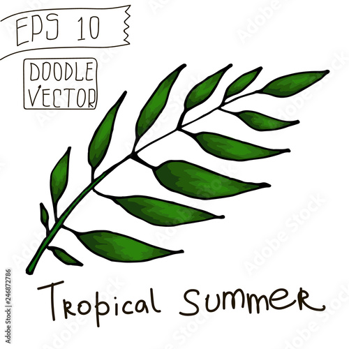 Tropical Leaf for Summer Pattern and other decor. Vintage vector botanical illustration. Colorful. Hand drawn vector isolated.