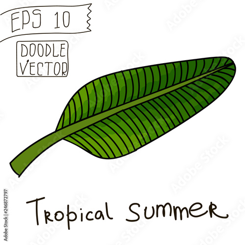 Tropical Leaf for Summer Pattern and other decor. Vintage vector botanical illustration. Colorful. Hand drawn vector isolated.