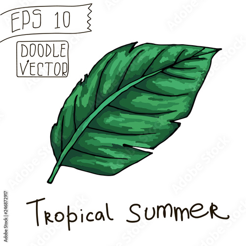 Tropical Leaf for Summer Pattern and other decor. Vintage vector botanical illustration. Colorful. Hand drawn vector isolated.