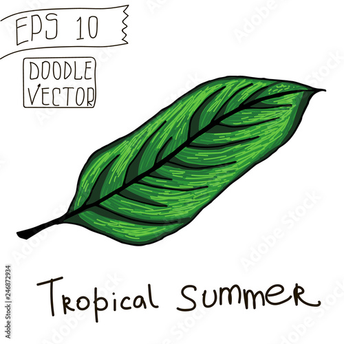 Tropical Leaf for Summer Pattern and other decor. Vintage vector botanical illustration. Colorful. Hand drawn vector isolated.