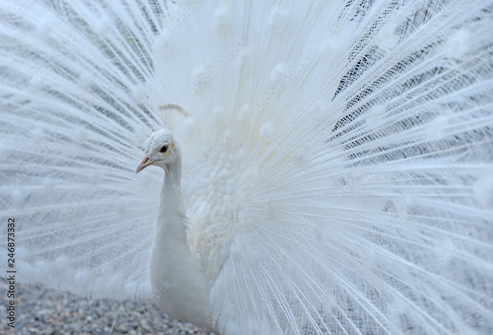 Fototapeta premium male white peacock (pavo cristatus mutant) showing his beautiful feathers in full display, selective focus
