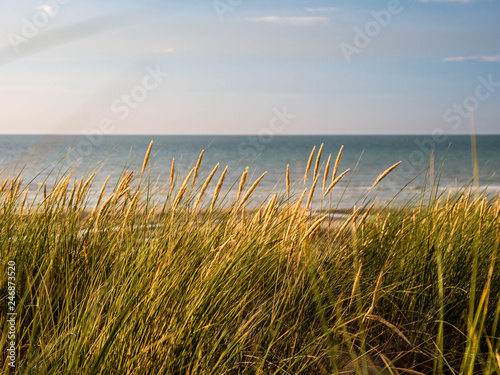 Close-up of marram grass on a dune at the beach at Bray-Dunes France