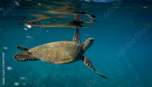 Turtles in Hawaii