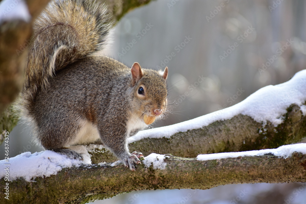red squirrel eating a nut red squirrel eating a nut