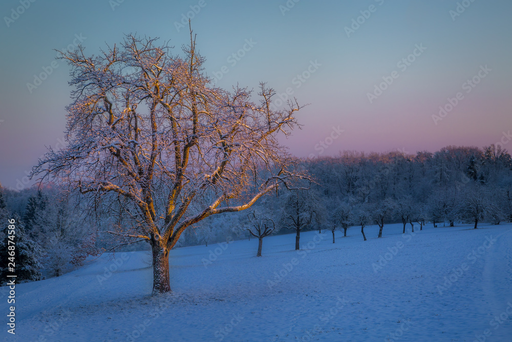 Tree in the first morning light on a cold winter day. Tree in the first morning light on a cold winter day.