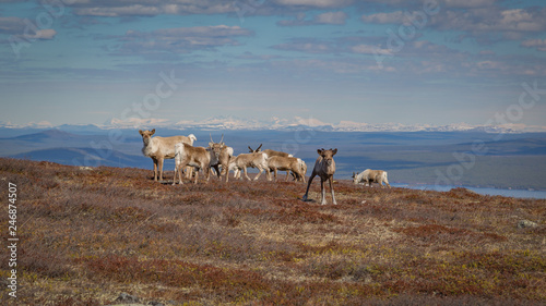 Reindeer herd grazing on a mountainside in Swedish Lapland with beautiful vista in the background