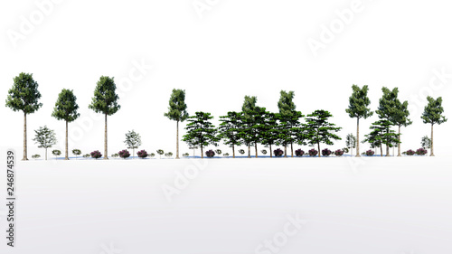 3d rendering of a group of tree raw for architectrural background use isolated on white
