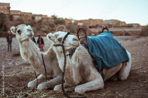 Two white camels met in the town near Ouarzazate