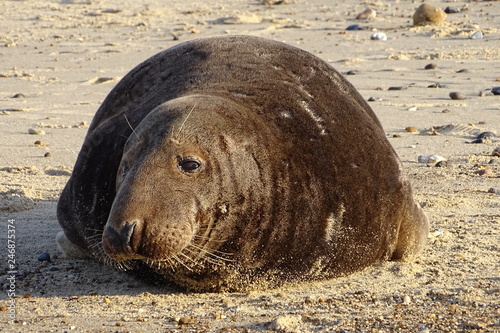 Horsey grey seals