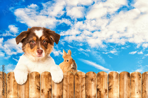 Cute puppy and a rabbit looking over a wiiden fence photo