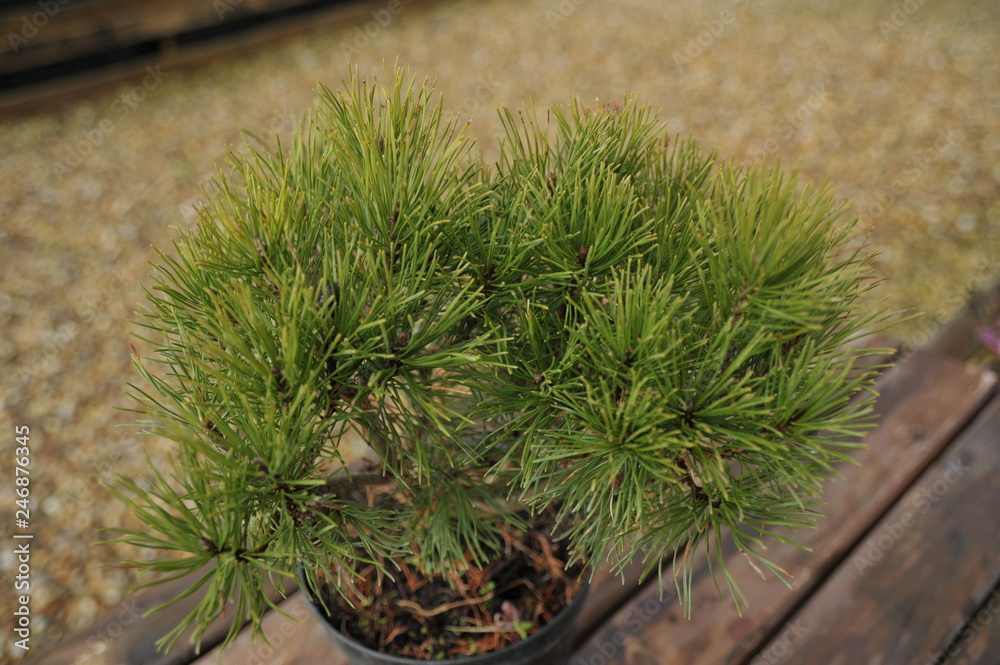 Fototapeta premium Pinus mugo pumilio