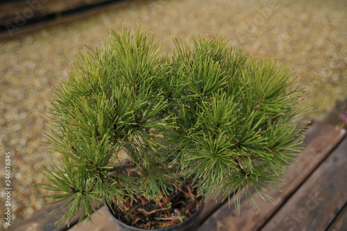 Pinus mugo pumilio photo