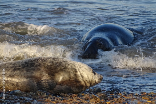 Horsey grey seals