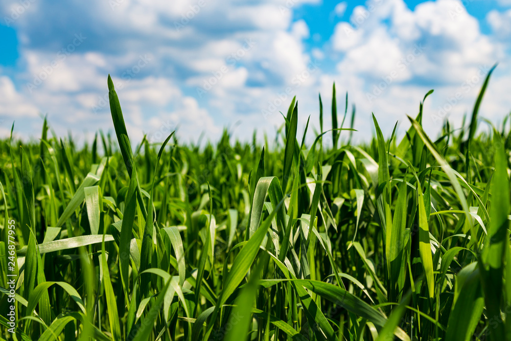 green grass against the blue cloudy sky green grass against the blue cloudy sky