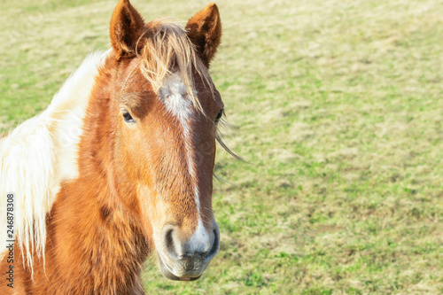 Fototapeta Naklejka Na Ścianę i Meble -  Beautiful red horse with long blonde mane in spring field
