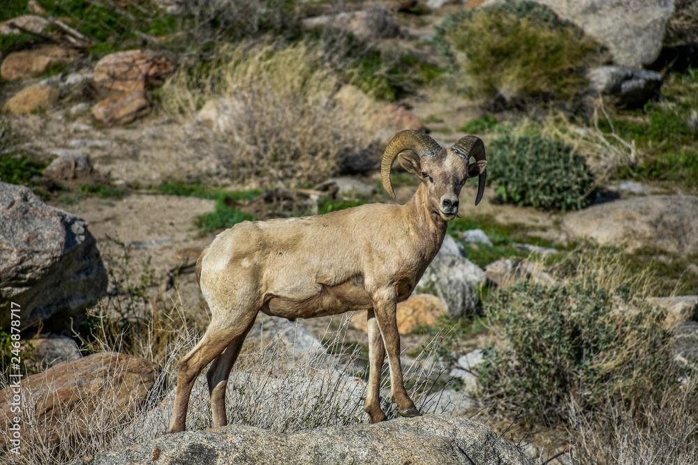 Bighorn Sheep in the Desert Bighorn Sheep in the Desert