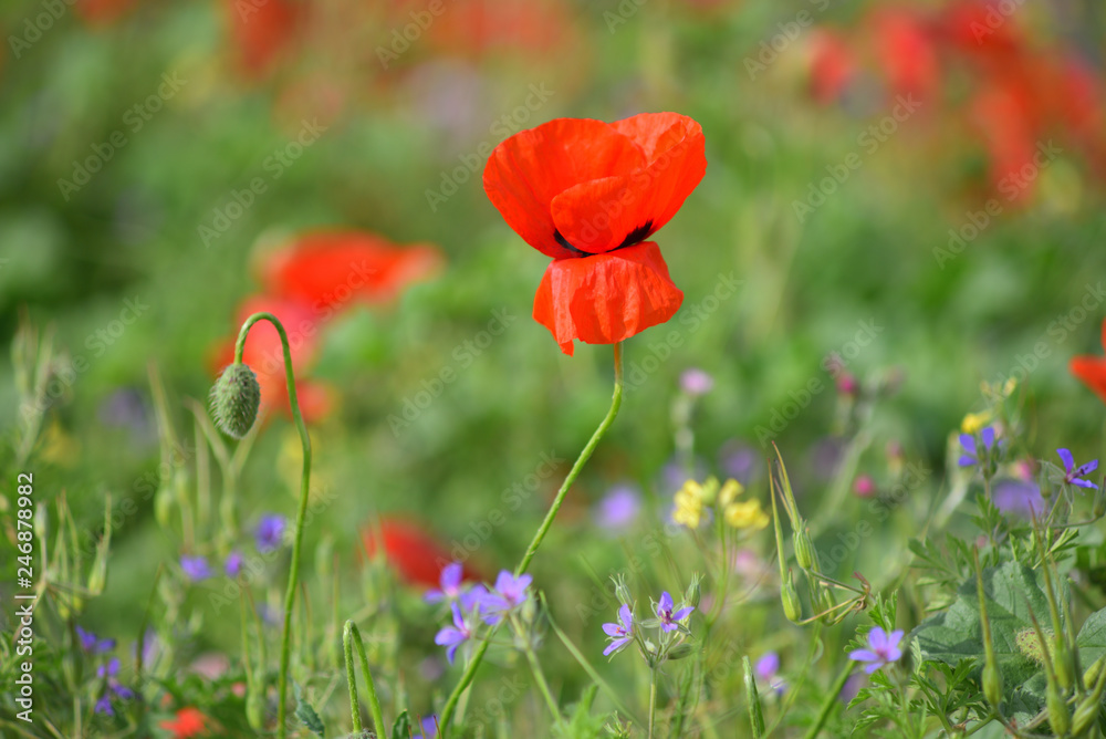 Obraz premium Pole kwitnących czerwonych maków. Piękne pola czerwonego maku. Czerwone maki w słońcu. Czerwone maki w trawie.