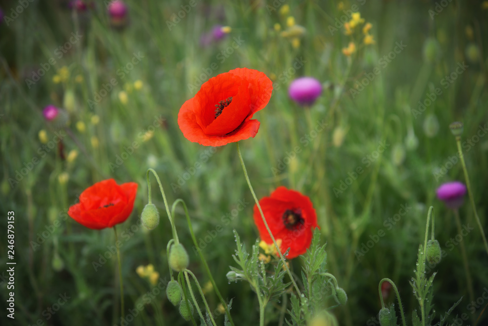 Obraz premium Field of blooming red poppies. Beautiful fields of red poppy. Red poppies in sunlight. Red poppies in grass.