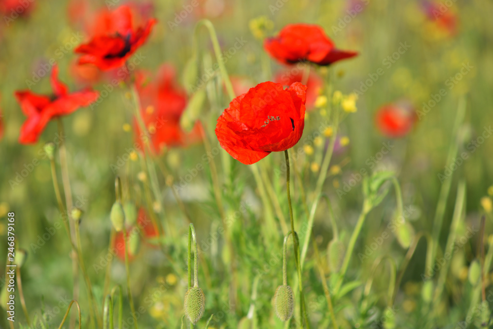 Field of blooming red poppies. Beautiful fields of red poppy. Red poppies in sunlight. Red poppies in grass. Field of blooming red poppies. Beautiful fields of red poppy. Red poppies in sunlight. Red poppies in grass.