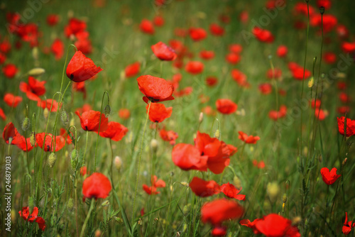Field of blooming red poppies. Beautiful fields of red poppy. Red poppies in sunlight. Red poppies in grass.